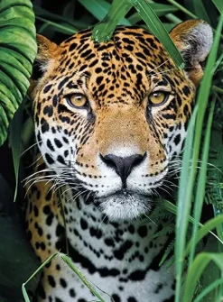 Outlet High Quality Collection Puzzle Jaguar In The Jungle 500 Pezzi Puzzle 500 Pezzi