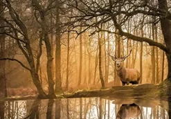 Peace Puzzle The Forest 500 Pezzi Puzzle 500 Pezzi