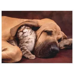 Outlet Puzzle High Quality Collection Cuddles 500 Pezzi, Puzzle Adulti Puzzle 500 Pezzi