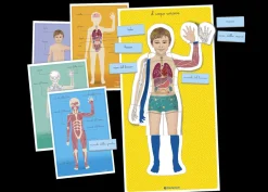 Montessori Il Corpo Umano Primi Apprendimenti