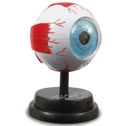 Clearance Occhio Modello Anatomico In 3D Giochi Scientifici