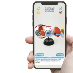 Clearance Occhio Modello Anatomico In 3D Giochi Scientifici
