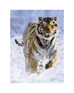 New Puzzle 500 Pezzi Tigre Sulla Neve Puzzle 500 Pezzi