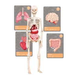 Online Storia Della Vita Sulla Terra Giochi Scientifici