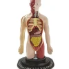 Hot Torso Umano Giochi Scientifici