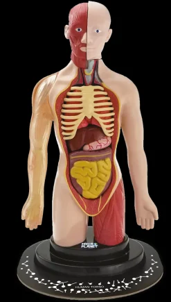 Hot Torso Umano Giochi Scientifici