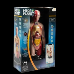 Hot Torso Umano Giochi Scientifici